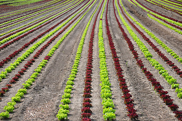 Image showing Lettuce field