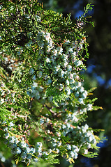 Image showing Fruits of false cypress (Chamaecyparis)