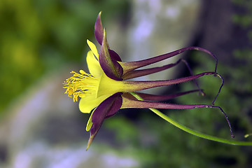 Image showing aquilegia