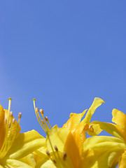 Image showing Rododendron flowers and blue sky