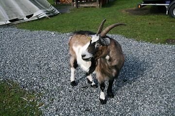 Image showing Goat on norwegian farm