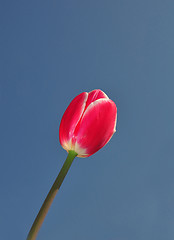 Image showing Red tulip