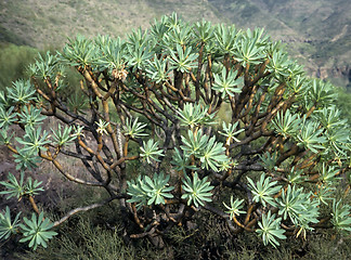 Image showing Euphorbia on Canary Islands