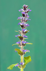 Image showing Blue bugle (Ajuga reptans)