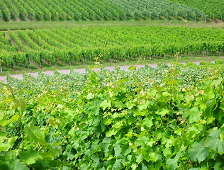 Image showing Vineyard