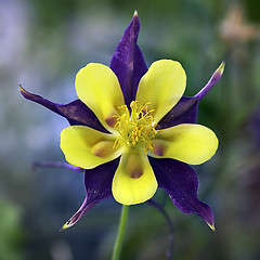 Image showing aquilegia