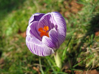 Image showing  Lone Crocus