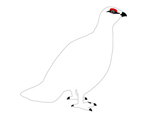 Image showing Ptarmigan