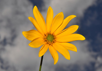 Image showing Small sunflower