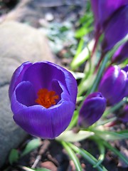 Image showing Lone Crocus