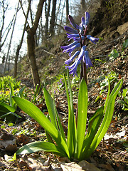 Image showing Garden hyacinth