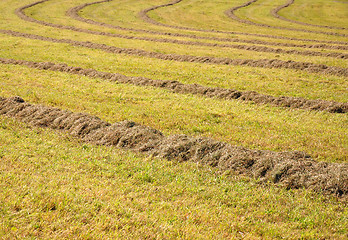 Image showing Meadow with hay