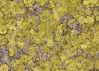 Image showing Lichen background