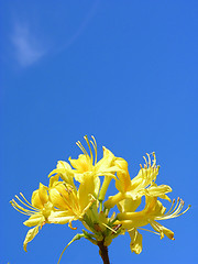 Image showing Rododendron flowers and blue sky