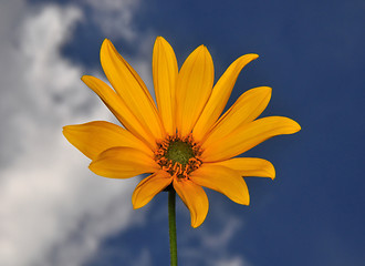 Image showing Small sunflower