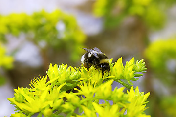 Image showing flower an bee