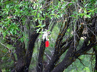 Image showing Cloth on tree. Asinou. Cyprus