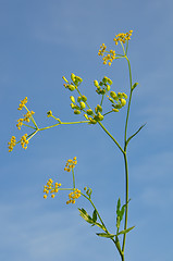 Image showing Parsnip (Pastinaca sativa)