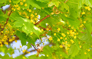 Image showing Maple flowers (Acer)