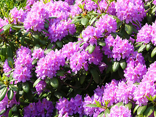 Image showing Rhododendron flowers