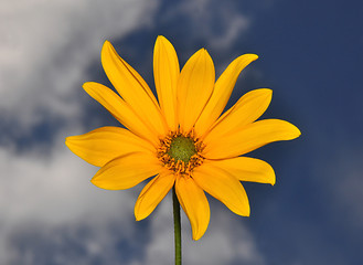 Image showing Small sunflower