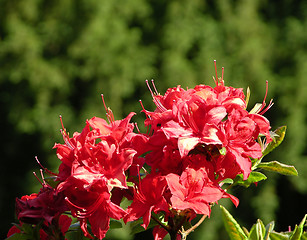 Image showing Rhododendron flowers