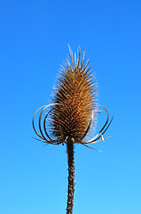 Image showing Fuller's teasel (Dipsacus fullonum)