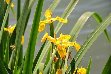 Image showing Yellow iris (Iris pseudacorus)