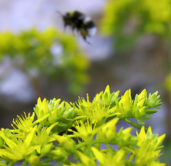 Image showing flower an bee