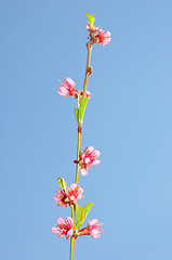 Image showing Peach flower (Prunus persica)