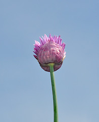 Image showing Onion flower