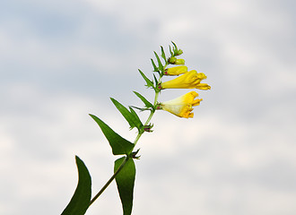 Image showing Common Cow-wheat (Melampyrum pratense)