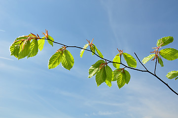 Image showing Branch of beech in spring