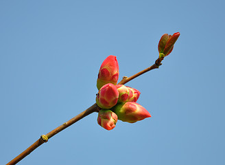 Image showing Red buds