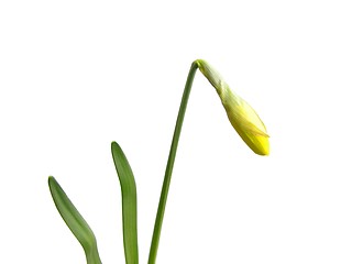 Image showing Bud of daffodil (Narcissus)