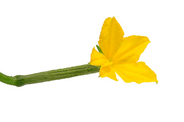 Image showing Young cucumber with bloom