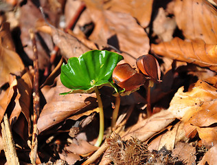 Image showing Beech seedling