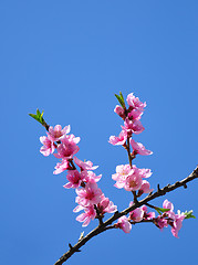 Image showing Peach flower (Prunus persica)