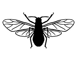 Image showing Aphid silhouette