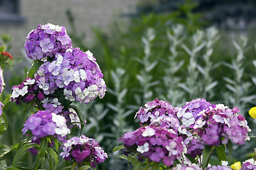 Image showing summer (flowers)