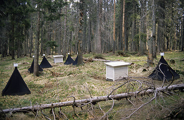 Image showing Forest science setup