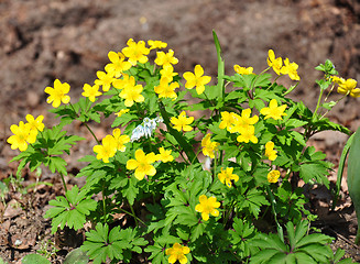 Image showing Yellow anemone (Anemone ranunculoides)