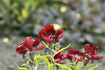 Image showing summer (flowers)