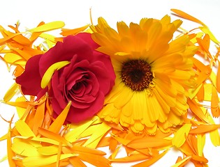 Image showing Calendula and rose flower on petals