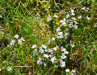 Image showing Eyebright (Euphrasia officinalis)