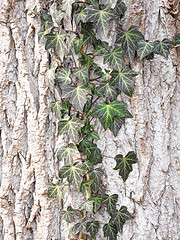 Image showing Bark with ivy leaves