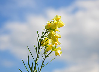 Image showing Common Toadflax (Linaria vulgaris)