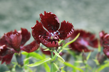 Image showing summer (flowers)