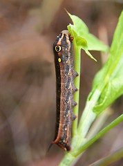 Image showing Tropical caterpillar in La Reunion