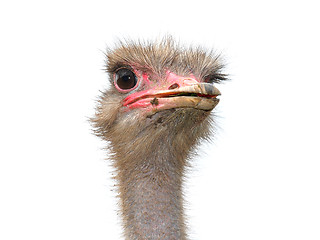 Image showing Ostrich